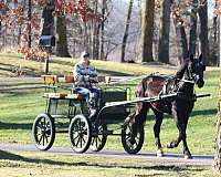 cowboy-mounted-shooting-morgan-horse