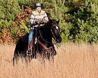 driving-morgan-horse