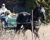 experienced-morgan-horse