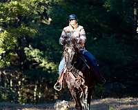 horsemanship-morgan-horse