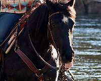 lesson-morgan-horse