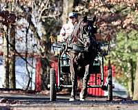 mounted-patrol-morgan-horse