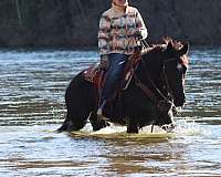 natural-horsemanship-training-morgan-horse