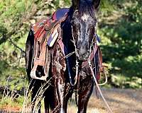 pleasure-driving-morgan-horse