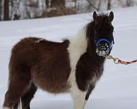 calf-roping-morgan-horse