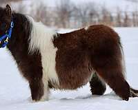 cowboy-mounted-shooting-morgan-horse