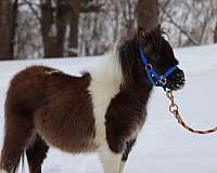 draft-morgan-horse