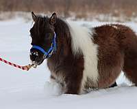 experienced-morgan-horse