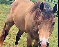 15-hand-quarter-horse-gelding