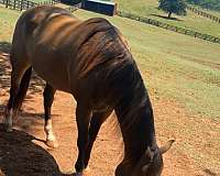 15-hand-quarter-horse-gelding