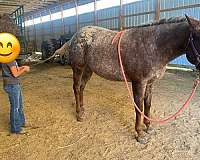 chestnut-white-blanket-over-hips-with-many-spots-horse