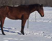 small-star-hind-cornet-horse