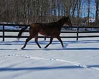 bay-small-star-hind-cornet-horse