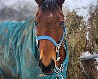 small-star-hind-cornet