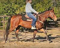 safe-appaloosa-horse