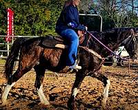 broke-missouri-fox-trotter-horse