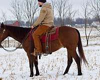 athletic-quarter-horse