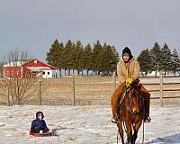 barrel-quarter-horse