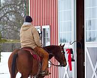 barrel-racing-quarter-horse