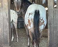 snowcap-appaloosa-colt