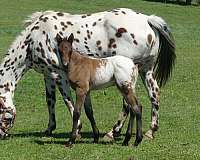 appaloosa-colt-for-sale