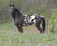 black-bay-appaloosa-horse