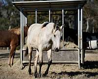 buckskin-tennessee-walking-filly