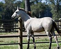 buckskin-twhbea-filly