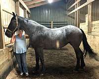 percheron-cross-unborn-foal