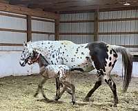 friesian-cross-unborn-foal