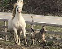 12-hand-friesian-unborn-foal