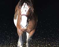 percheron-cross-appaloosa-horse