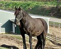 percheron-cross-clydesdale-horse