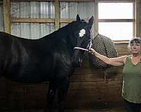 percheron-cross-pinto-horse