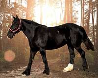 percheron-cross-spotted-horse