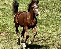 friesian-cross-draft-horse