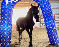 friesian-cross-morgan-horse