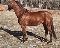 female-standardbred-horse