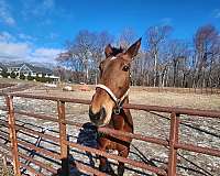 inexpensive-standardbred-horse