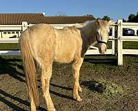 quarter-horse-for-sale