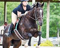 a-hunter-thoroughbred-horse