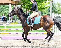 adult-thoroughbred-horse