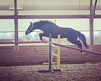 agile-thoroughbred-horse