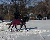 started-under-dutch-warmblood-horse