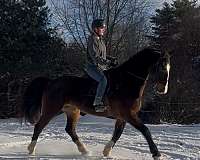 athletic-dutch-warmblood-horse