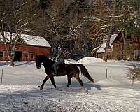 all-around-dutch-warmblood-horse