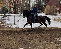 sh-dutch-warmblood-horse