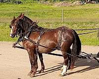 driving-morgan-horse