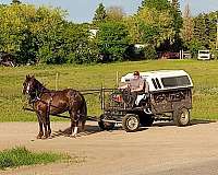 harness-morgan-horse