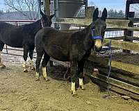 black-socks-a-splash-of-white-horse